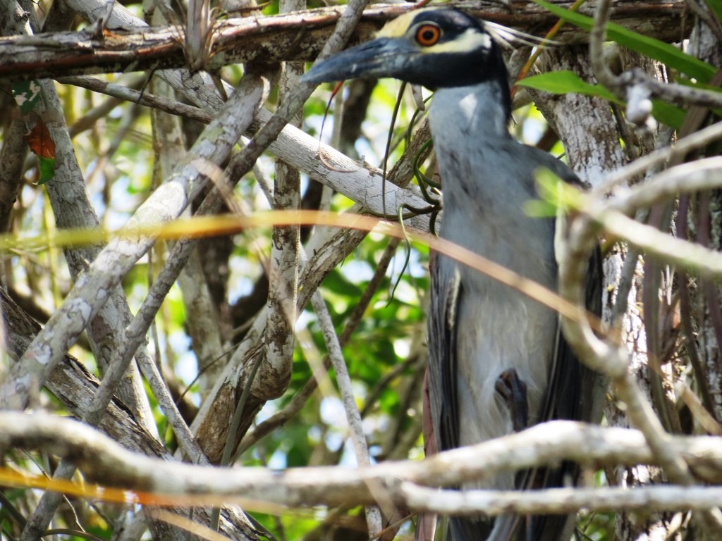 Yellow-crowned Night-Heron