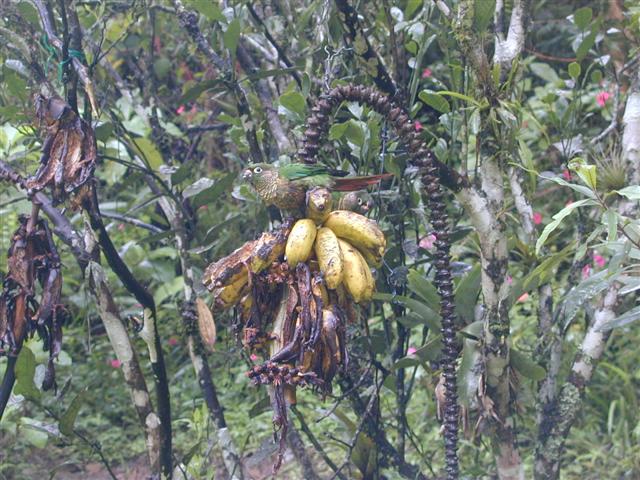 Bananas