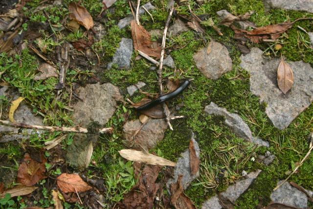 Another centipede