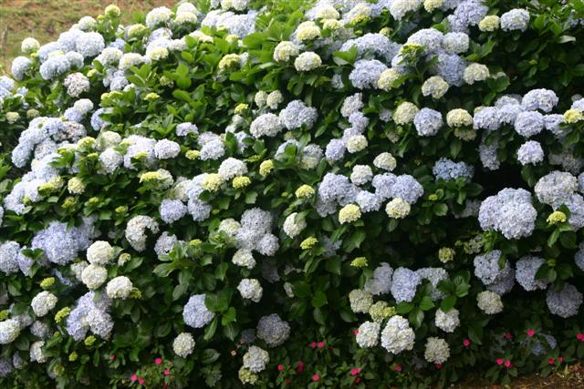 Hydrangias Everywhere
