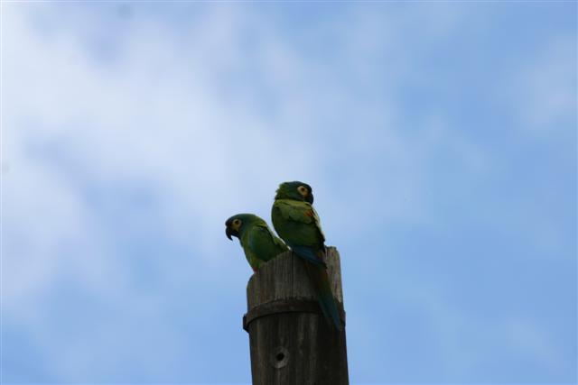 Blue-winged Macaws