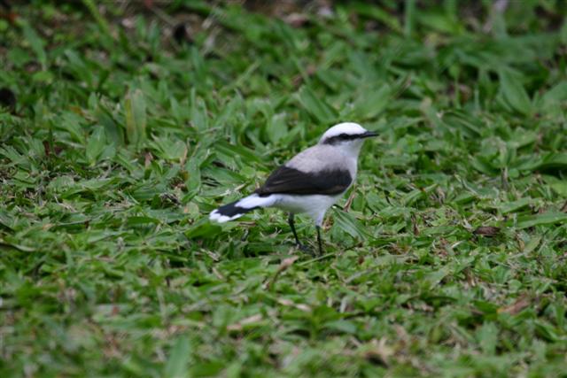 White-tailed Tyrant