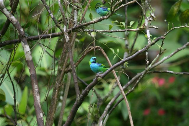 Green-headed Tanagers