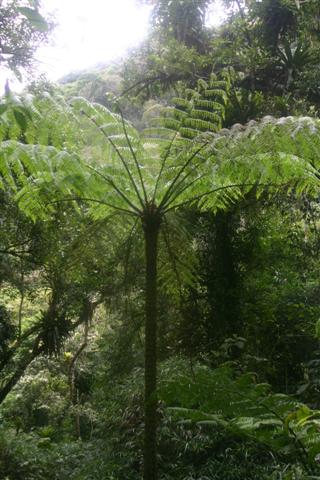 Tree Fern