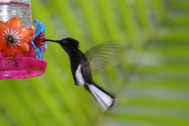 Black Jacobin