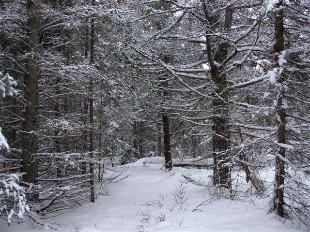 Snowy Woods