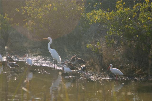 Assortment of Waders