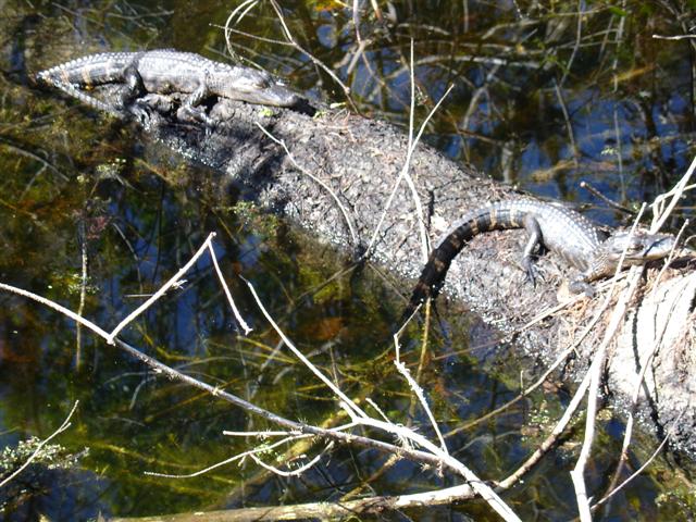 Baby gators