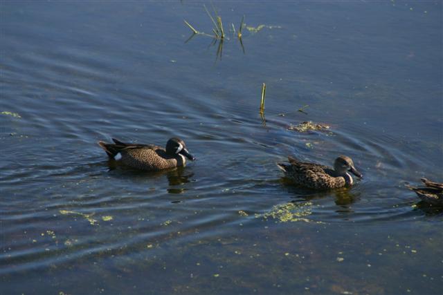 Blue-winged Teal