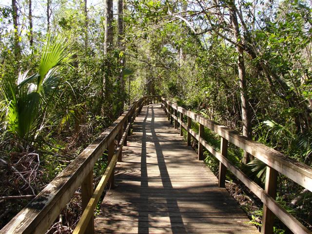 Boardwalk at Fakahatchee