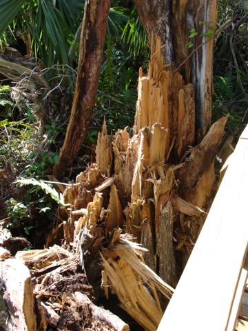 Broken tree at Fakahatchee