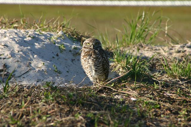 Burrowing Owl