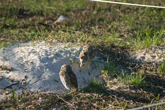 Burrowing Owls