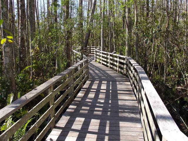 Corkscrew Boardwalk