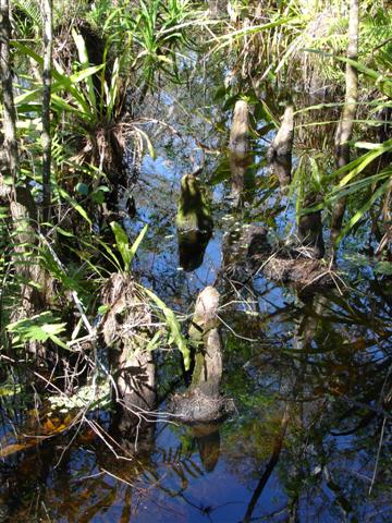 Cypress knees