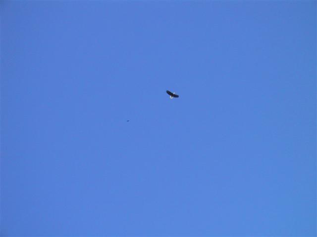 Bald Eagle at Fakahatchee