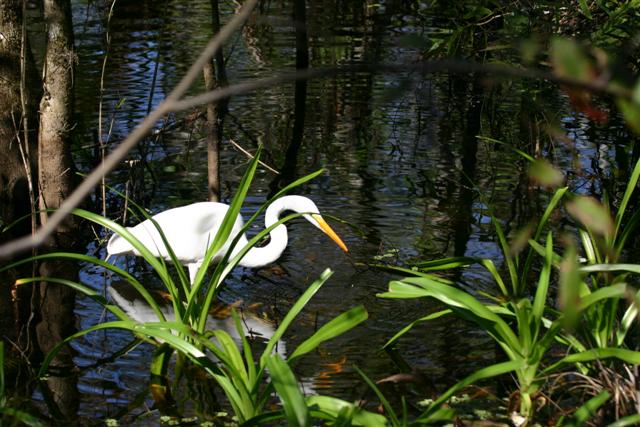 Great Egret