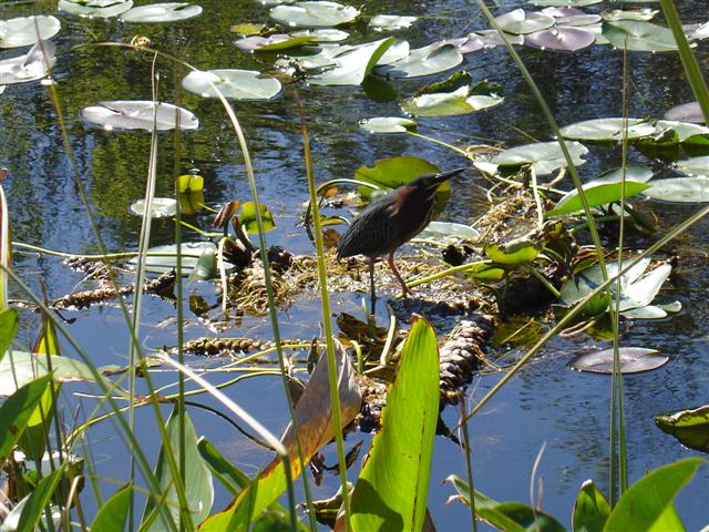 Green Heron