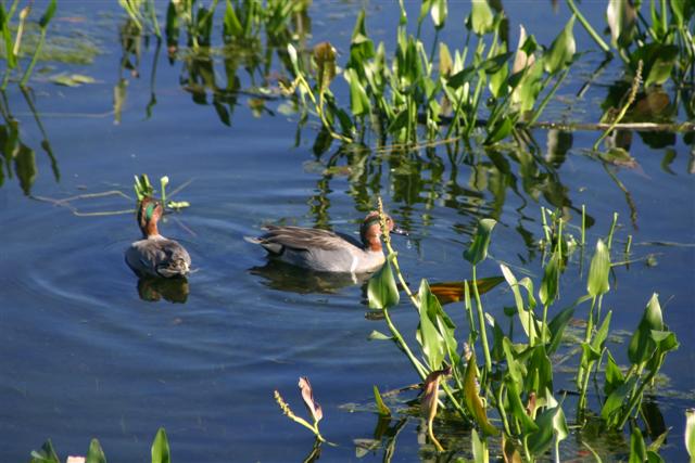 Green-winged Teal