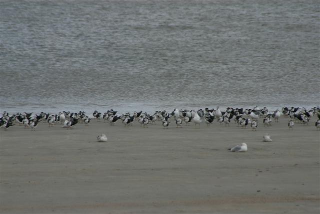 Gulls n Skimmers Tybee Island