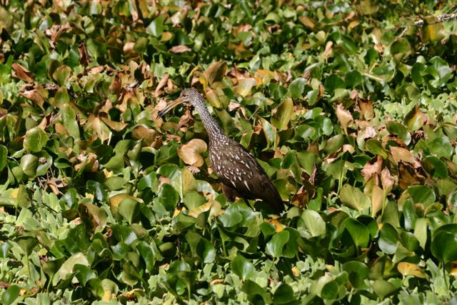 Limpkin