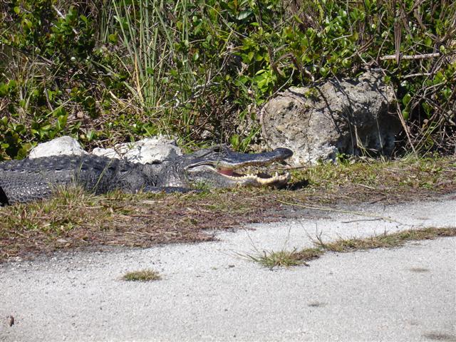 Hungry gator