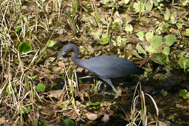 Little Blue Heron
