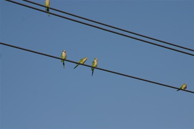 Monk Parakeets at Brian Piccolo