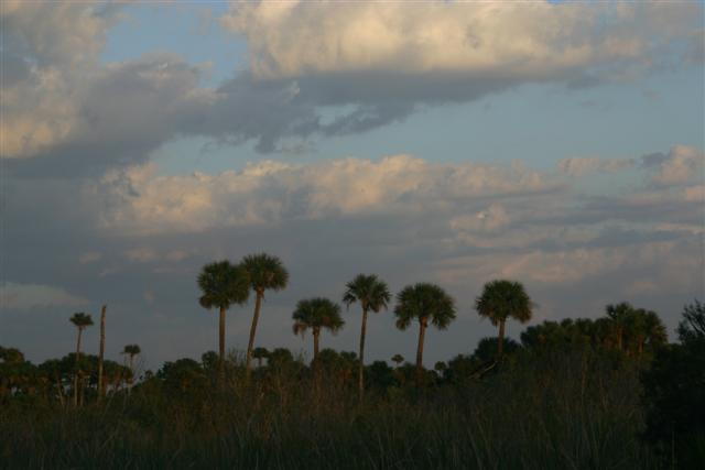 Palms at Sunset Merritt Island