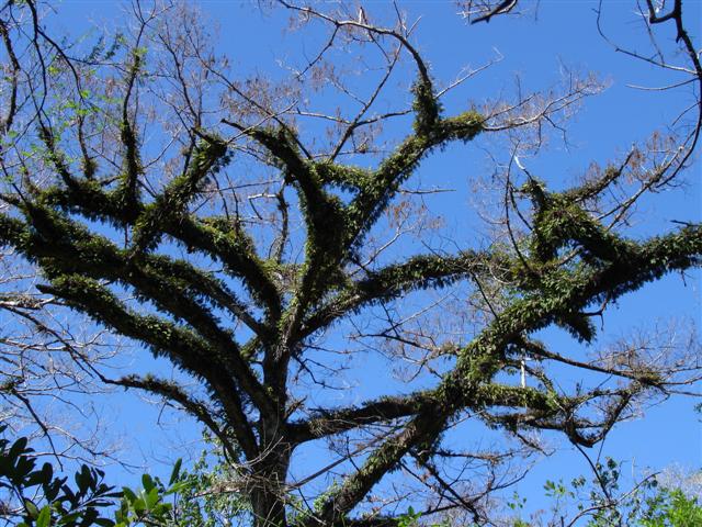 Resurrection fern Corkscrew