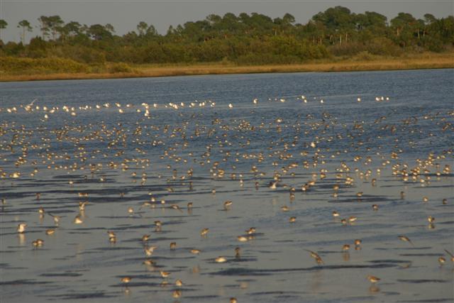 Shorebirds at Merritt Island