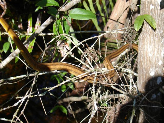 Snake at Fakahatchee