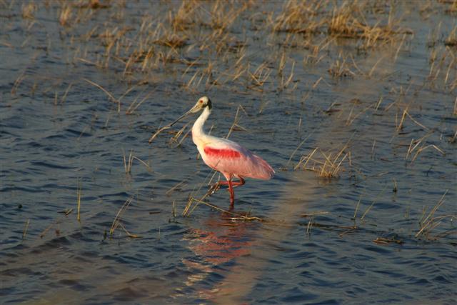 Roseate Spoonbill Merritt Island