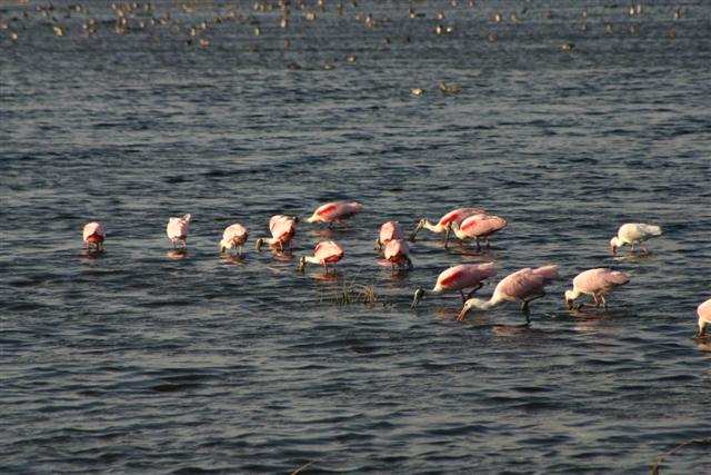 Spoonbills