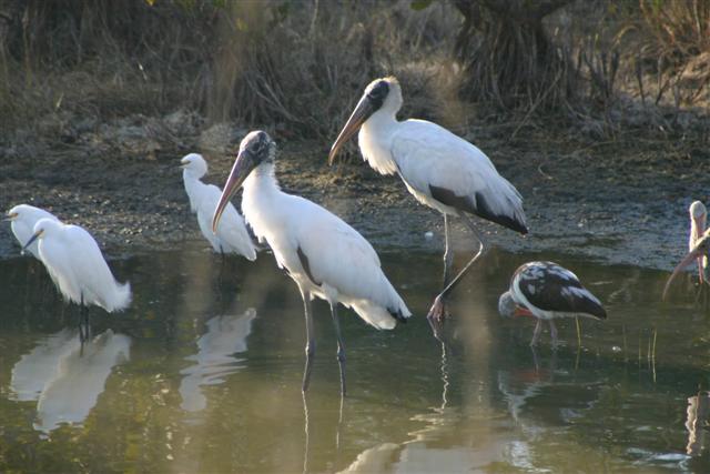 Wood Storks