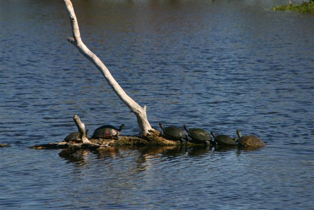 Turtles Wakodahatachee