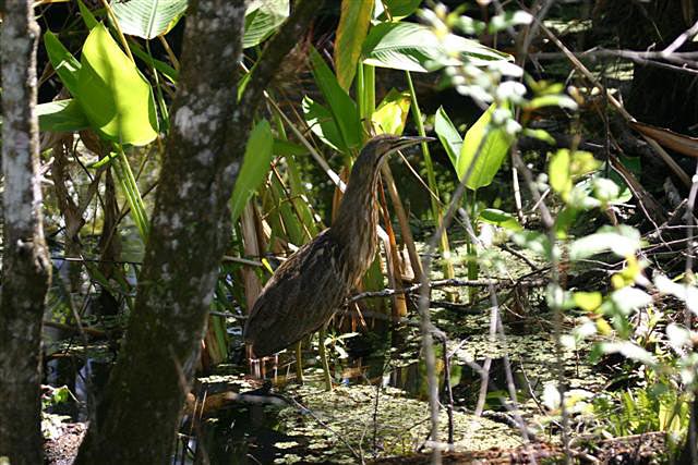 American Bittern at Corkscrew