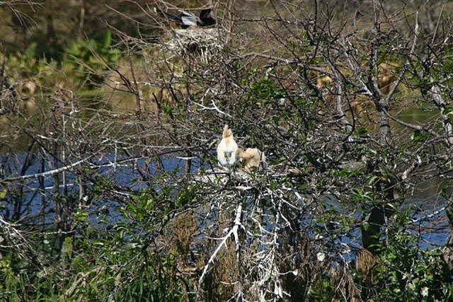 Baby anhingas at Wakodahatchee