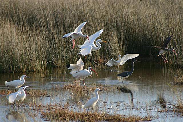 Flight  at  Merritt Island