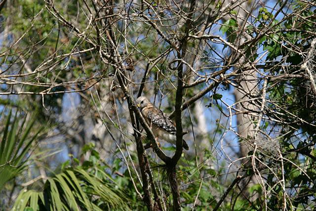 Red-shouldered Hawkat Fakahatchee