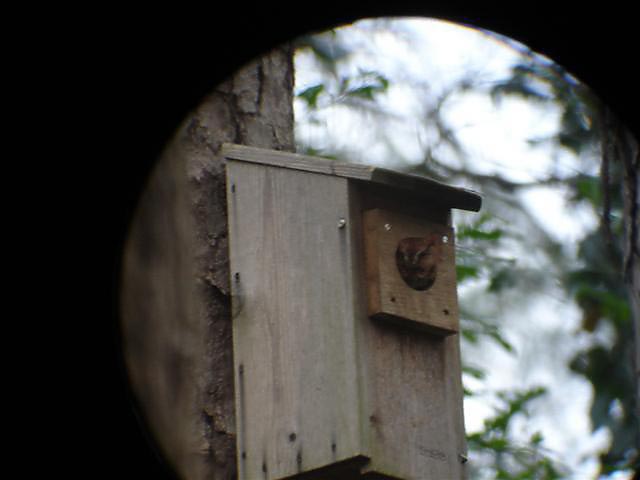 Screech Owl at Decatur, GA