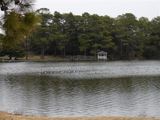 Canvasbacks at Silver Lake, Rehoboth, DE