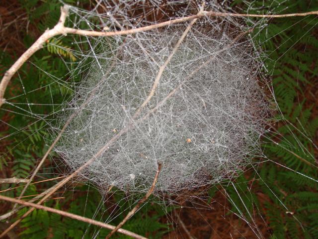 Web