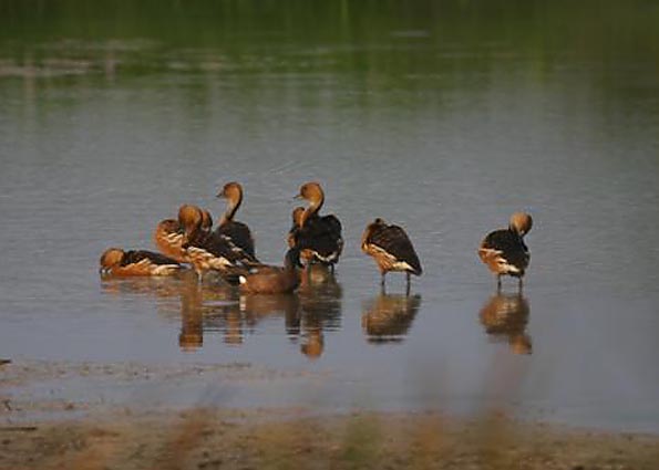 Fulvous Whistling Ducks