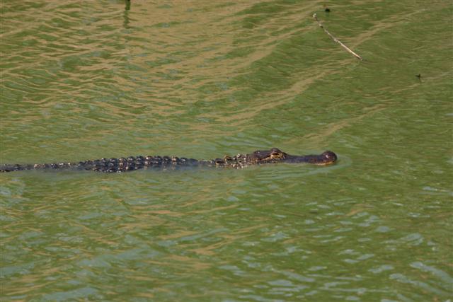 Gator