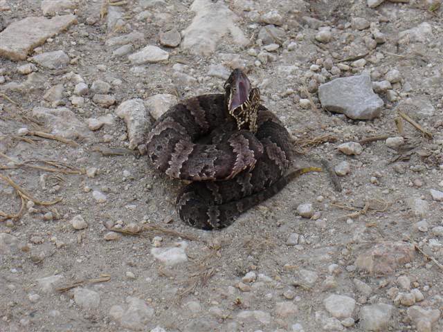 Cottonmouth