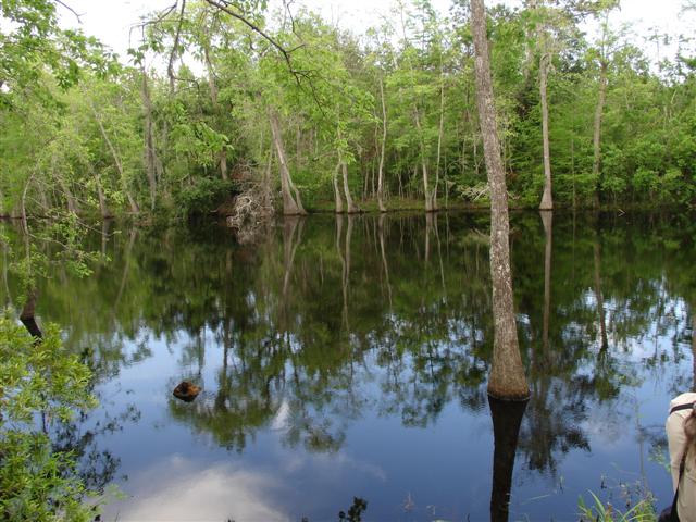Cypress swamp