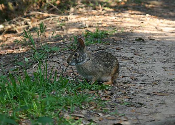 Swamp Rabbit