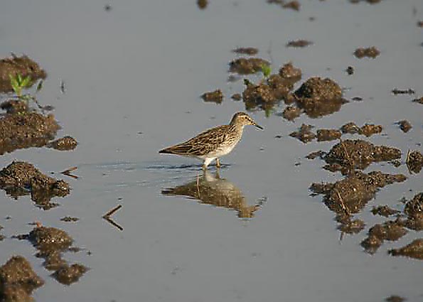 White-rumped Sandpiper