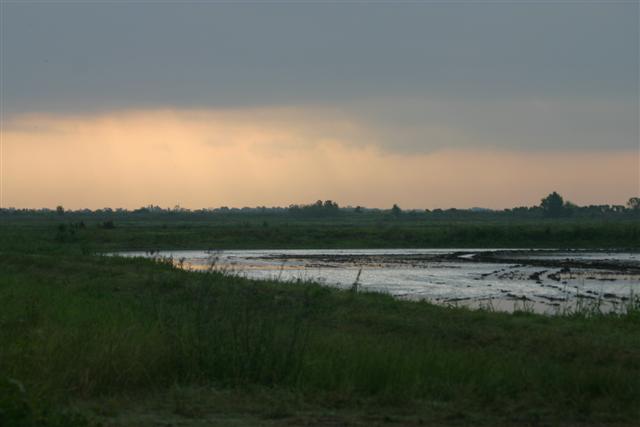 Dawn at Rice Field